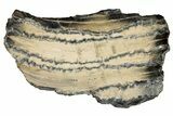 Mammoth Molar Slice with Case - South Carolina #193874-2